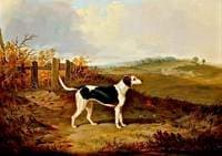 Foxhound in a Landscape