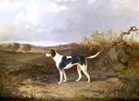 Foxhound in a Landscape