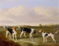 Three Foxhounds in a Landscape