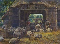 Sheep Shearing