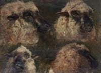 Study of Sheep