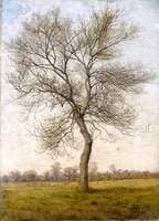 Study of an Ash Tree in Winter