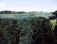 Corner of a Cornfield