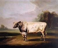 A Prize Grey Shorthorn Bull by a Pond