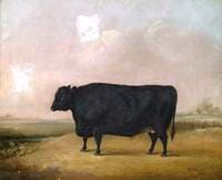 Black Bull