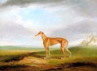 Greyhound