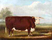 Hereford Bull