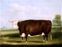 Hereford Bull