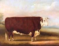 Hereford Bull: ‘Walford'