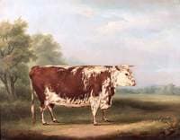 Hereford Cow