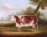 Hereford Cow