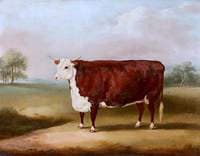 Hereford Cow