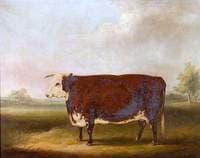 Hereford Cow