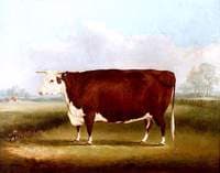 Hereford Cow