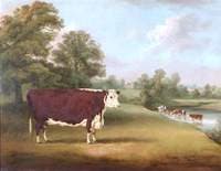 Hereford Cow near Cronkhill Farmhouse