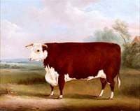 Prize Bull
