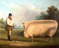 Prize Sheep