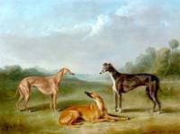Three Greyhounds
