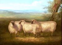 Three South Down Sheep