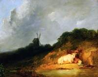 Cattle Sheltering