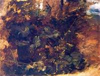 Study of Burdock and other Plants