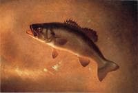 Broadtail Bass