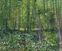 Trees and Undergrowth
