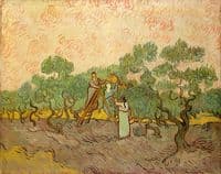 Women Picking Olives