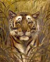 A Tiger