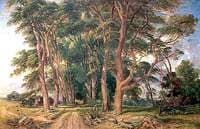 Avenue of Fir Trees at Shoesmith's Farm, Wadhurst, East Sussex