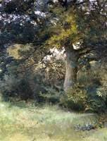 An Oak Tree, Green Hedges, East Grinstead, Sussex