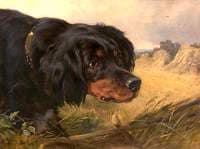 'Marquis', a Gordon Setter