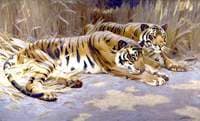 Tigers