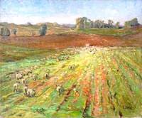 Sheep in a Cultivated Field