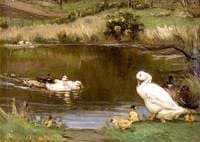 Ducks and Ducklings on Pond