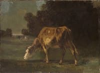 Cows Grazing