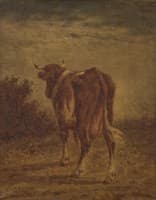 A Cow
