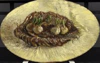 Basket of Hyacinth Bulbs