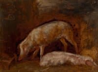 Pigs