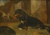 Basset Hound
