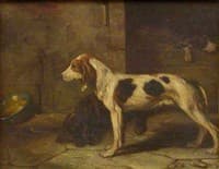 Spaniel