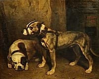 Bulldog and Scottish Terrier