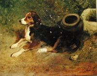 Dog Resting
