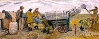 Potato Sorting, Berwick