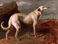 Braan, a Celebrated Scottish Deerhound