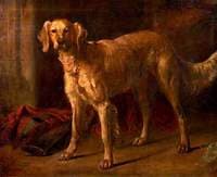 Dog 'Braan'
