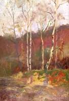 Silver Birch Trees