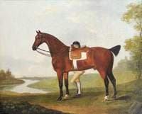 A Bay Horse, 'Chance', and a Jockey