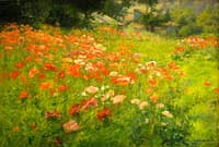 In Poppyland