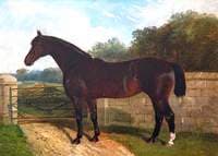 'Hungerford Mare'